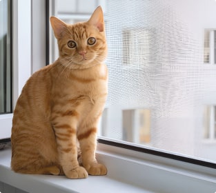 Картинка 3 'Сетка москитная'