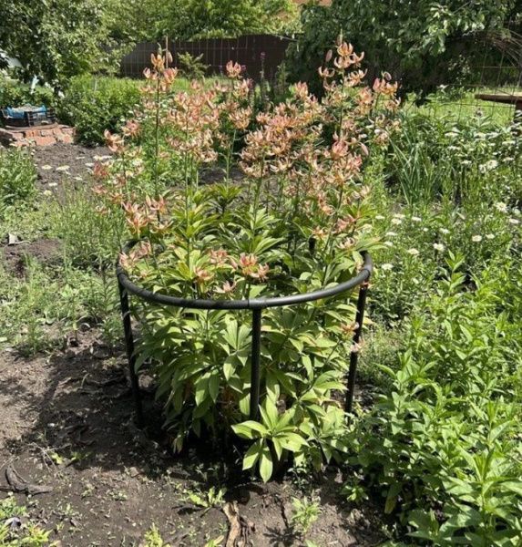 Кустодержатель "Смородина+" зелен.пластик д80